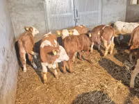 公牛, Cattle — 照片 5