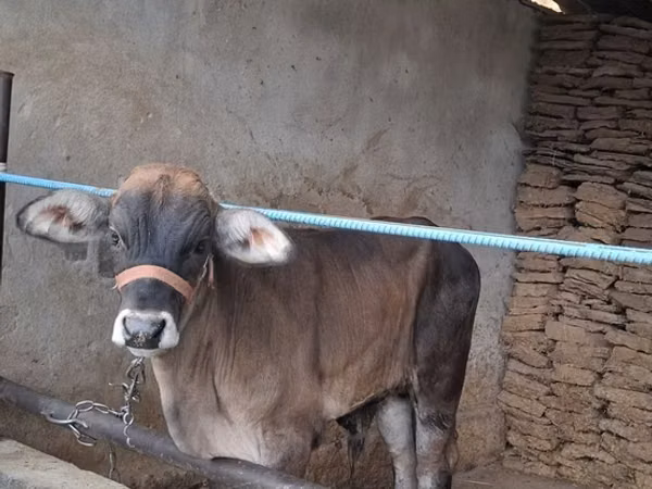 Bulle, Brahman