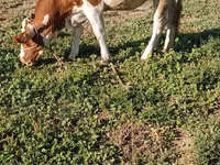 母牛, Swiss cattle — 照片 2
