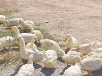 Ducks — الصورة 3