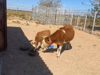 गाय, Latvian Blue cattle — फ़ोटो 2