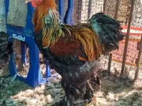 Brahma — Foto 1