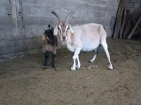 Ziegen (Partie, Geschlecht nicht angegeben), Beetal goats — Foto 3
