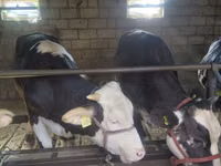 母牛, Simmental cattle — 照片 1