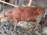 गाय, मवेशी — फ़ोटो 3