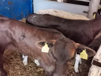 Buqa, Simmental cattle — 4-rasm