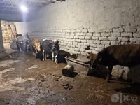 公牛, Cattle — 照片 5