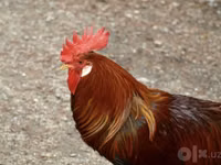 Chickens — Foto 1