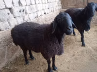 كبش, الأغنام — الصورة 1