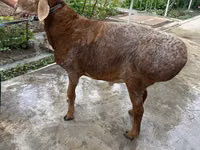 Carnero, Ovejas — foto 8