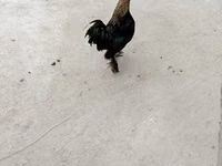 Japanisches Bantam — Foto 4