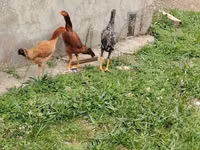 Chickens — 照片 2