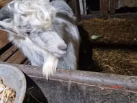Ziegenbock, Ziegen — Foto 3