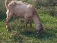 Ziegenbock, LaMancha goats — Foto 2