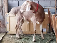 كبش, Rhon sheep — الصورة 2