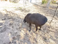 Widder, Hissar sheep — Foto 4