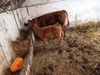 Vaca, Ganado vacuno — foto 1