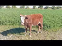 ثور, الماشية — الصورة 6