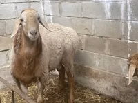 كبش, Arashan sheep — الصورة 7