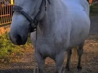 Caballo, Caballos — foto 6