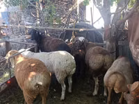 Schaf, Rhon sheep — Foto 1
