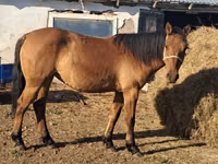 Stute, Kazakh horse — Foto 2