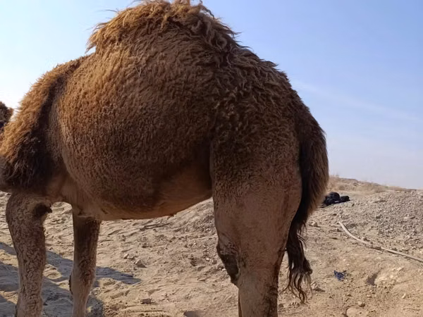 公骆驼, Kazakh Bactrian camel