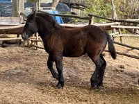 Mare, Horses — photo 1