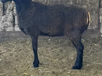 Schaf, Romanov sheep — Foto 4