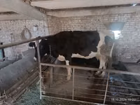 Kuh, Holstein-Rasse — Foto 3