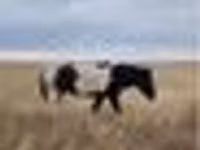 Caballo, Caballos — foto 5