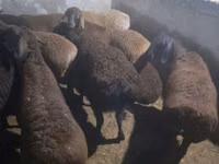 Qoʻchqor, Qoʻylar — 2-rasm