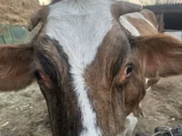 Sigir, Simmental cattle — 5-rasm