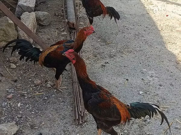 Chickens