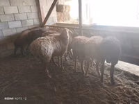 Schaf, Rhon sheep — Foto 1