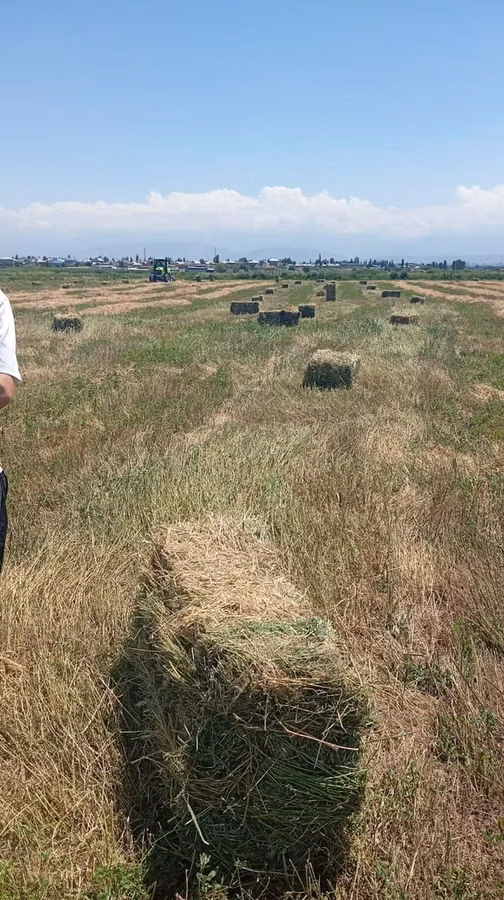 Беде пресс сатылат(таза беде)! Маевка айылында 2 кос. тюки бодрые
