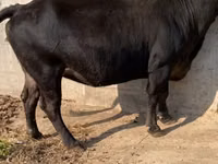 Cow, Alatau breed — photo 6