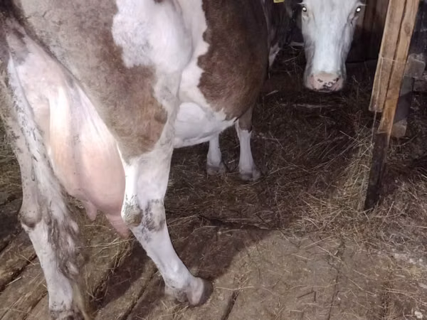गाय, Simmental cattle — कज़ाखस्तान