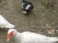 Ducks — الصورة 1