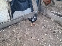 Chickens — 照片 4