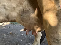 Cow, Holstein breed — photo 8