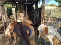 घोड़ी, घोड़े — फ़ोटो 1