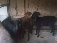 Carnero, Ovejas — foto 2