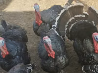 Turkeys — Foto 1