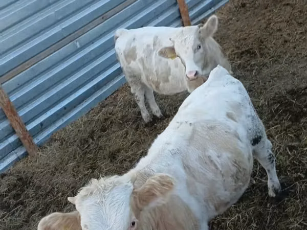 公牛, Simmental cattle — 哈萨克斯坦