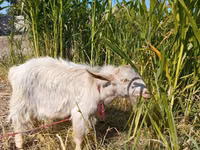 母山羊, Goats — 照片 1