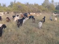 Ешкі, Ешкілер — 3-сурет
