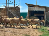 Carnero, Arashan sheep — foto 2