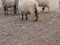 Oveja, Merino sheep — foto 2