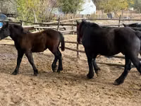 Mare, Horses — photo 4